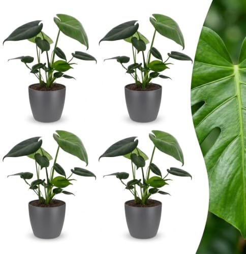 Green boutiQ - Monstera Deliciosa - Monstera Deliciosa - 4 Plantes - avec Pot Gris - Pot 12cm - Hauteur - 30cm