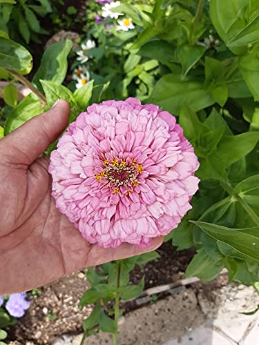 SEMI ZINNIA GIGANTE A FIOR DI DALIA ROSA
