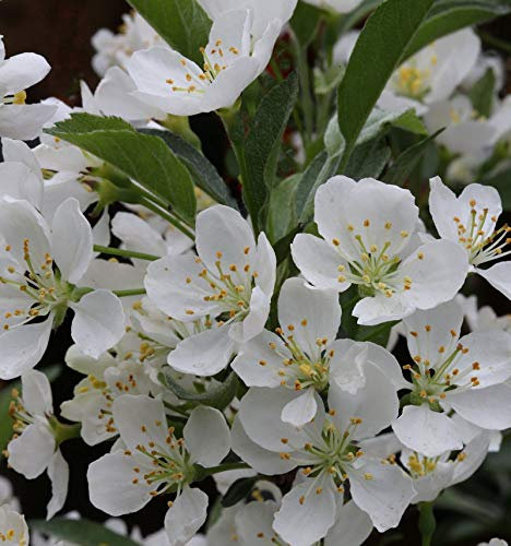 Hochstamm Zierapfel Tina 40-60cm - Malus Hybride - lebende Gartenpflanze aus den Baumschulen
