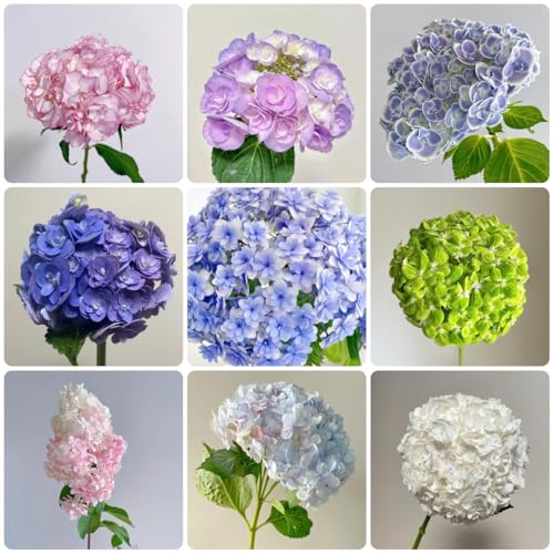 semillas de hortensia - perennes resistentes, balcón 300pcs