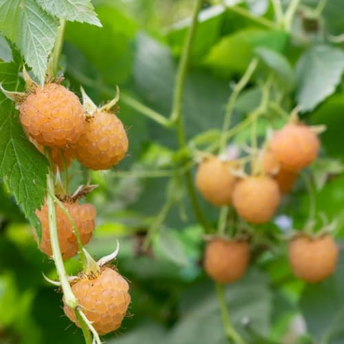 Semi di lampone biologici, balcone, Rubus idaeus, giardino, esotici balcone di Gli da nani 500pcs