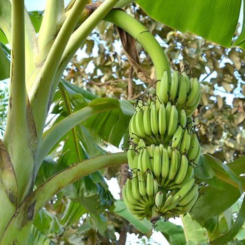 bananen, bananenbaum - winterharte balkon obstsamen bananensamen seltene säulenobstbäume anzucht grünpflanzen zimmerpflanzen bio obstbäume kaufen exotische winterfeste balkon 300samen
