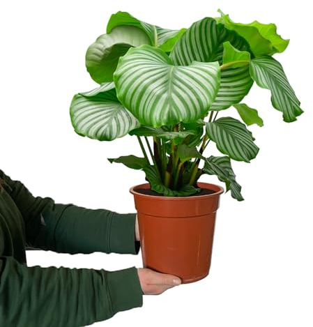 Zimmerpflanze Calathea Orbifolia No.19 | 70–80 cm hoch im 19 cm Topf | ungiftig für Katzen & Hunde | gestreifte Blätter | luftreinigende Pflanze für Wohnzimmer & Büro | Green Me Up