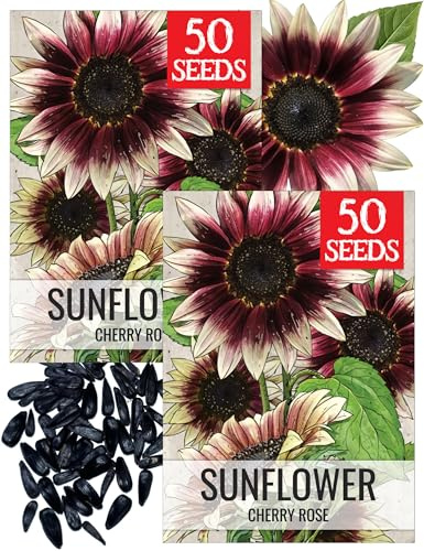 Seed Needs Sunflower Seeds for Planting Cherry Rose Sunflowers - Hybrid Flowers with Unique Bi-Colors for an Outdoors Flower Garden - Great for Cut Flowers in Bouquets & Floral Arrangements (2 Packs)