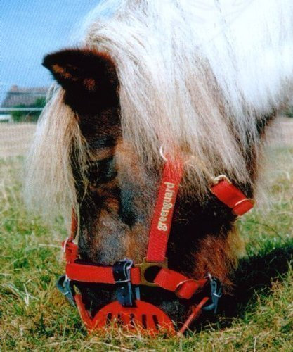 greenguard Set (Maulkorb Gr. Pony + Halfter Gr. 55)