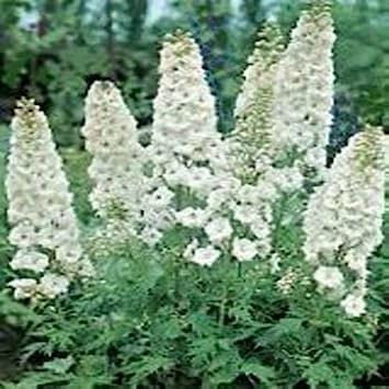 Delphinium/Larkspur (Delphinium Consolida) – White King – 50 semi: grani