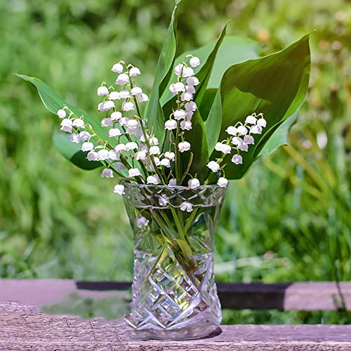 Convallaria Majalis bulbos de lirio de los valles decoración decorativas oficina reverdecimiento tejados jardín rocas prado balcón camas 15pcs