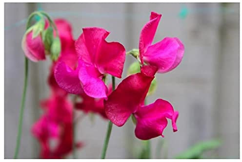 PREMIER SEEDS DIRECT - Sweet Pea Seeds - PARFUME - Millennium - 25 Finest Seeds