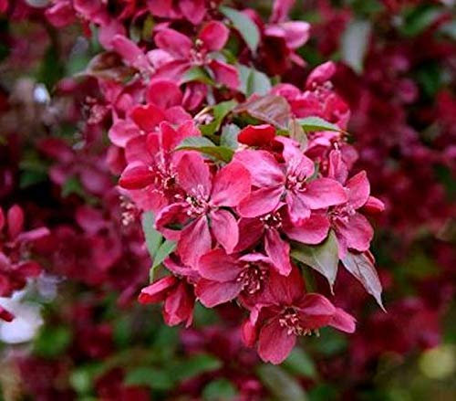 Hochstamm Zier Apfelbaum Royalty 60-80cm - Malus Royalty - lebende Gartenpflanze aus den Baumschulen