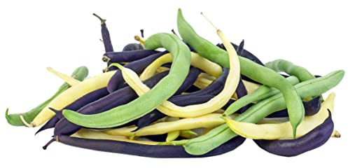 Bean Seeds for Planting Vegetables and Fruits. Pole Beans,Bush Beans,Romano Beans.Non GMO Garden Seeds for Home Vegetable Garden-Organic Bush Bean Mix 45ct+ Purple,Yellow&Green Bean Seeds, No Trellis