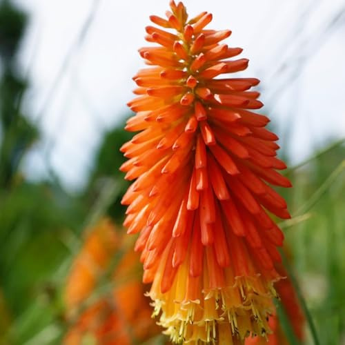 semi perenni di giglio torcia - resistenti, aiuole rialzate giardino, vecchie varietà 10pcs
