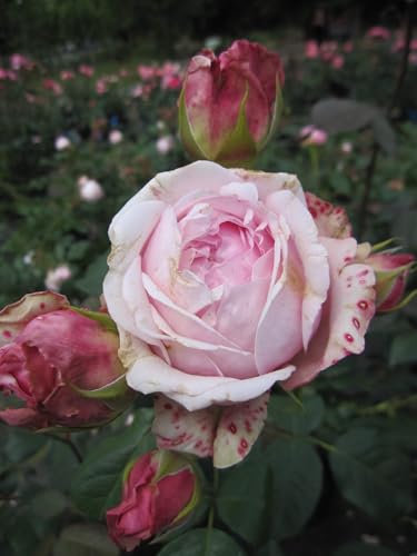 Rosa Carmeline ® MAScarmé - Strauchrose Carméline ® MAScarmé - Generosa - Guillot Rose