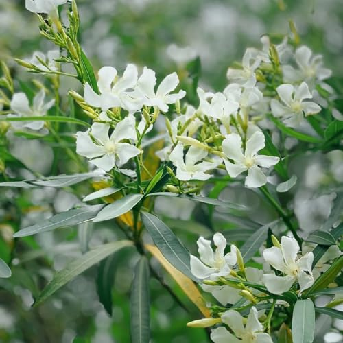 Semi di oleandro - Nerium oleander - vecchie varietà regali sostenibili decorazione da giardino per esterni da giardino roccioso acquistarererere 10pcs
