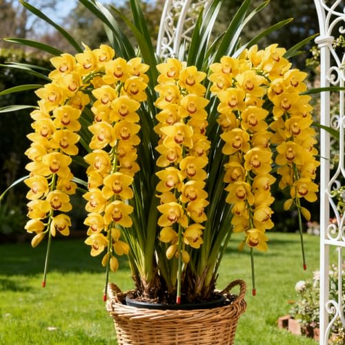 Rizomi di Cymbidium resistenti, Orchidee da esterno selezionate, ideali per la piantagione su balconi e per scopi ornamentali-3 Rhizome-F