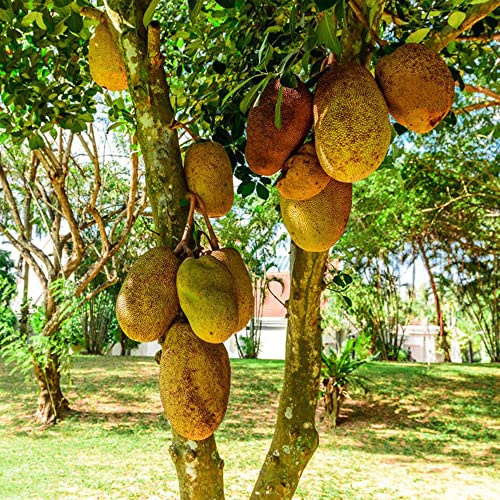 jackfruchtbaum bohnenkraut zimmerbonsai bonsai säulenobstbäume jackfrucht hochbeete für garten balkon deko obstbäume pflanzensamen zimmerpflanzen spalierobst bonsai topf obstpflanzen 25samen