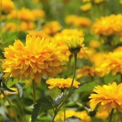 Semi Gaillardia Sundance Yellow Flower (Gaillardia Pulchella) 50 + Seeds