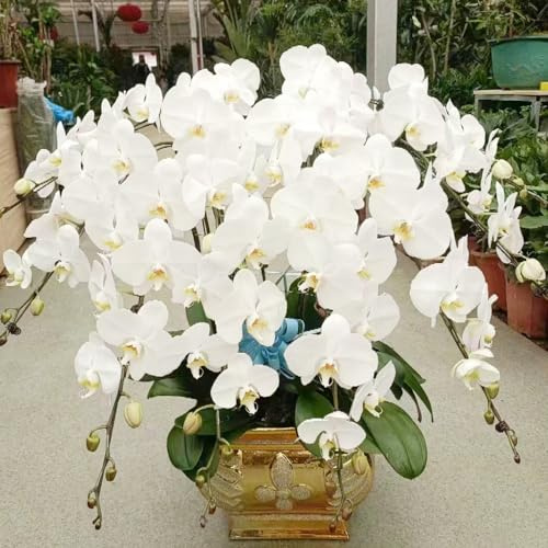 orchidea phalaenopsis - Decorazioni autunnali per un giardino resistente semi di orchidea di selvatici esotici balcone recisi giardino biologico decorazione 30semi