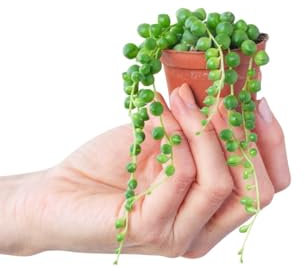 PLNTS - Baby Senecio Rowleyanus - Zimmerpflanze - Echte Pflanzen für Drinnen - 6cm Topf - Höhe 10cm