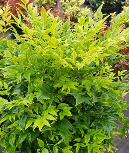 Nandina domestica MAGICAL® LEMON-LIME 'Lemlim' / Bambou sacré jaune/Conteneur de 3 à 4 litres