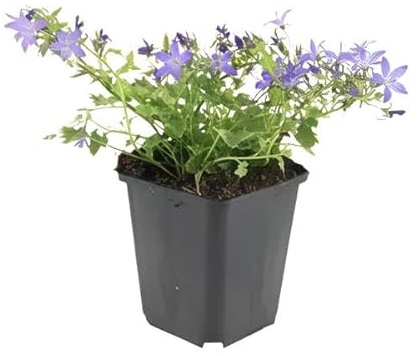 Campanule poscharskyana « Stella » - 10-25 cm - Diamètre : 9 cm - 6