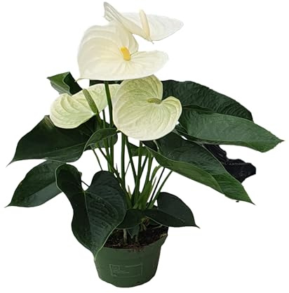 Plant in a Box - Anturio blanco - Conjunto de 1 - Anthurium 'Alpine White' - Altura 40-55cm - ø 14cm - Planta de interior con flores - Blanco