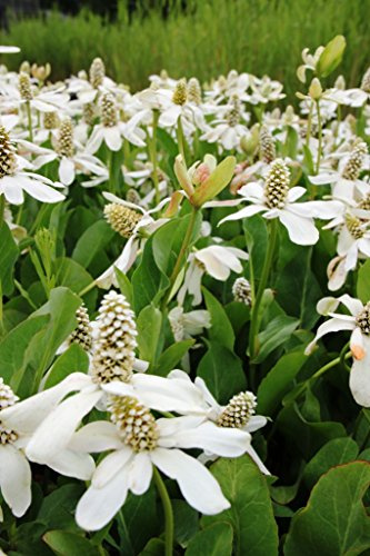 WASSERPFLANZEN WOLFF - 4er-Set im Gratis-Pflanzkorb - Anemopsis californica - Molchschwanz - Yerba Mansa weiß