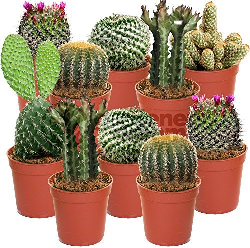 GardenersDream 10x Mixed Cactus House Plants - Real Air Purifying Indoor Plants for Desks, Shelves, and Windowsills - Great Gift for Plant Lovers (5-15cm incl. Pot)