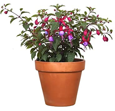 Fuchsia Natual Planta Ornamental en Maceta de CERÁMICA