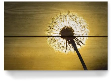 artboxONE Holzbild 30x20 cm Natur Pusteblume im Abendlicht von Künstler Die Welt Tanzt Farben