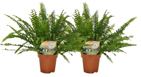 Helecho rizado Nephrolepis | 2 piezas - 30cm - Ø12cm - Planta de interior - Multitrato