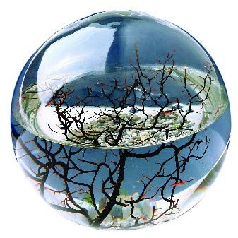 EcoSphere - Aquarium aus der NASA Weltraumforschung - handgefertigtes, geschlossenes Ökosystem mit Garnelen - Made in Germany (10cm Kugel)