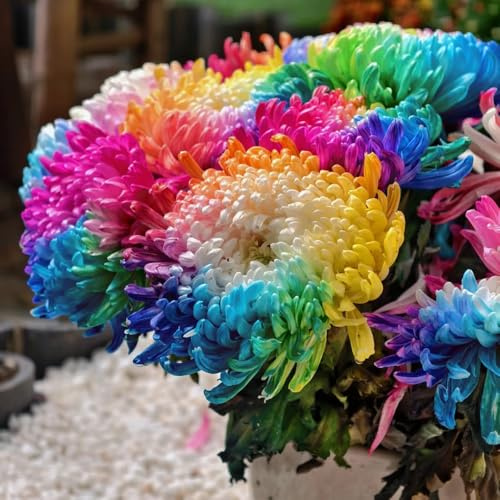 semi di crisantemo resistenti all'esterno crisantemo per luoghi soleggiati, ombra ornamentali decorazione recisi 60pcs