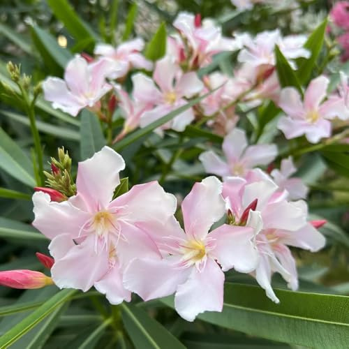 oleander - frühlingsblumen büropflanzen wildblumensamen herbstaussaat kräuterpflanzen blumensaat rankpflanzen indoor kräutergarten zimmerbonsai bonsai dekopflanzen gartensamen 5samen