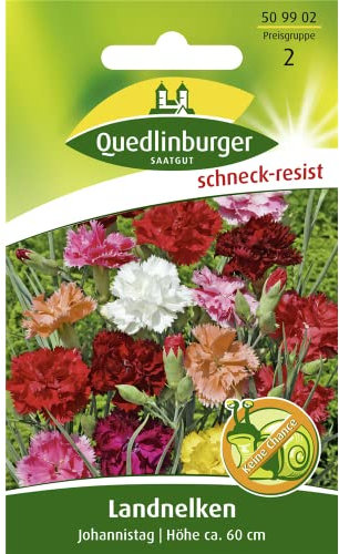 Landnelke, Johannistag, Dianthus caryophyllus, ca. 100 Samen