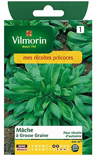 Mâche à Grosse Graine