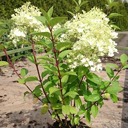 Rispenhortensie Bobo ® Hydrangea paniculata Pflanze mit 3-5 Liter Topfballen ca. 40-80 cm