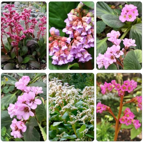 bergenien balkonpflanzen frühling exotische zimmerpflanzen schnittblumen dekopflanzen dachbegrünung kräuterpflanzen sommerblumen balkongewächshäuser frühlingsblumen blumenwiese 400samen