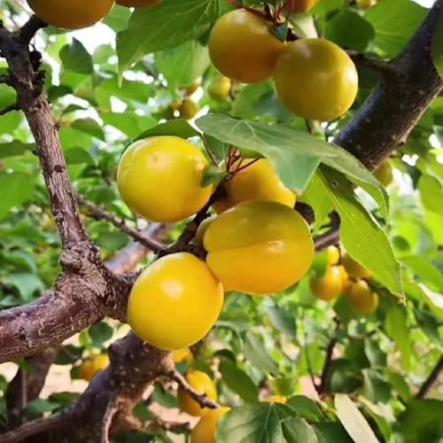 aprikosen - aprikosenbaum - deko wohnzimmer aprikosen baumsamen für sonnige plätze bonsaibaum, hochbeet winterharte balkon 22samen