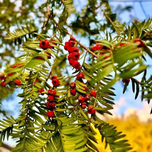 Semi di tasso Taxus baccata, autunnali resistenti semi di tasso, esotici per il giardino 350pcs