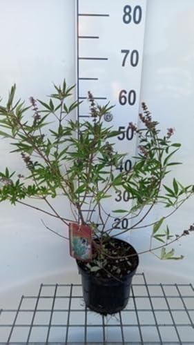 Vitex agnus-castus Pinnacle rosa - Peperoncino di Monaco 30-40 cm in vaso