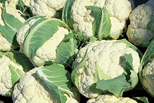 Batch of 250 Snowball Cauliflower Seeds - Sweet and Tasty Variety - Early Sowing - Great gustative Quality - Essential for The Vegetable Garden - Germination Guarantee - 100% Reproductive Seeds