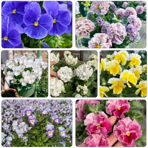 viola cornuta - semi decorativi ufficio resistenti 200pcs
