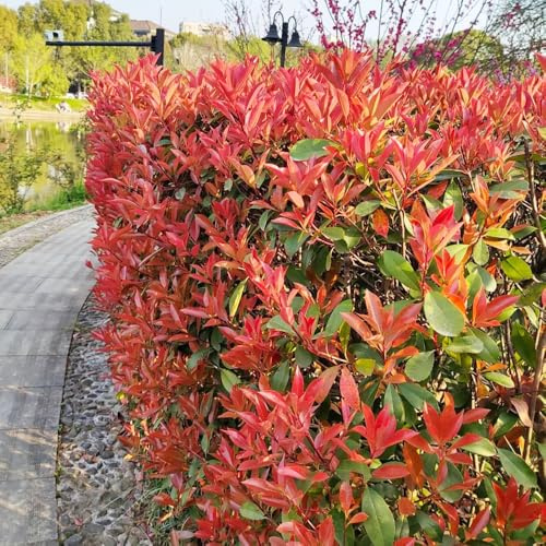 Semillas de petirrojo resistente semillas de oficina resistentes en resistentes al aire libre jardín photinia petirrojo rojo para balcones jardín 600pcs