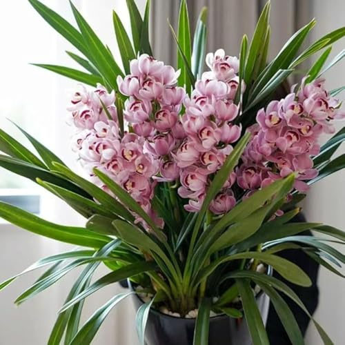 Cymbidium Orchid bulbi,Orchidea del cymbidium,Ambiente paesaggistico,Piante erbacee perenni,Decorazione del giardino,cymbidium pianta(Non Fiori artificiali,senza semi)-3 bulbi-A