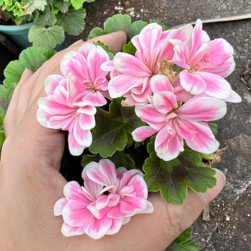 semillas geranios de jardín perenne de verano silvestres perennes resistentes para pleno sol oficina cortadas reales interior exóticas 30pcs