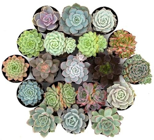 DECOALIVE | Plantas Suculentas | Pack de 5 Crasas Diferentes
