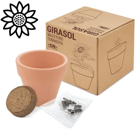 Lote de 20 Macetas terracota semillas GIRASOL- Regalo ideal para tus invitados en tu boda, bautizo o comunión