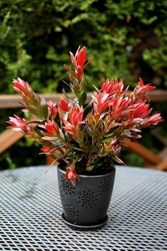 Callistemon citrinus red Rocket |9cm Potted Plant|Bottlebrush