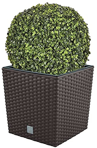 WELL HOME MOBILIARIO & DECORACIÓN Set di vaso+pianta bosso Cioccolato