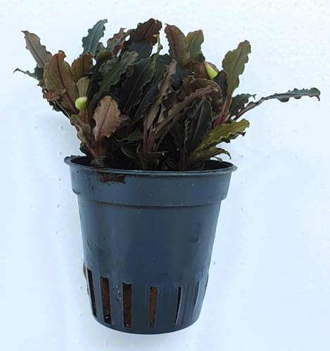 WASSERPFLANZEN WOLFF – Bucephalandra 'Indigo Wave' | Exklusive Aufsitzerpflanze im Topf | Dunkel schimmernde Blätter mit blaugrünem Glanz | barschfest & pflegeleicht | Aquascaping